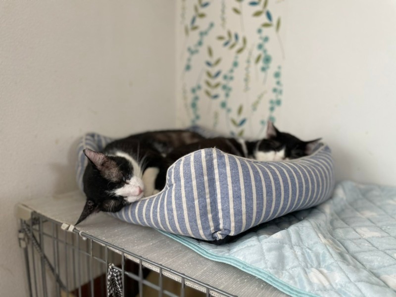 おーあみ避難所では約60匹の猫が家族を探している