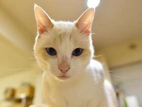 何してるの？テーブルの上から観察中　保護猫の「レオ」