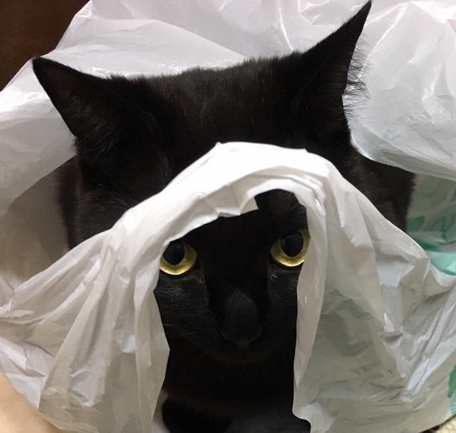 かくれんぼしてたけど、見つかった