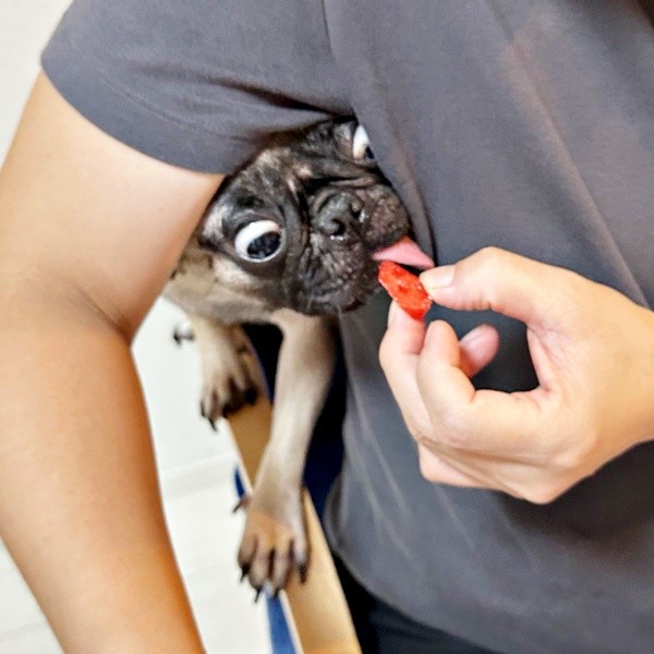 スイカちょうだい！ 背後から猛アピールするりりちゃん（画像提供：れれさん）