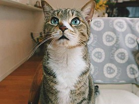 今日のおやつ、まだかな　ひも遊びが好きなキジトラ「たび」　