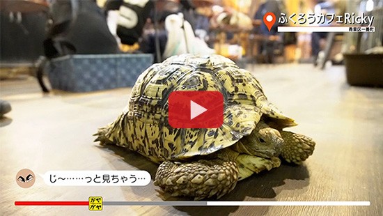 #470ふくろうカフェRicky④