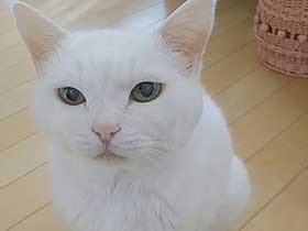 ナデナデしてほしいな　20歳のわりに若く見える白猫「ナナ」