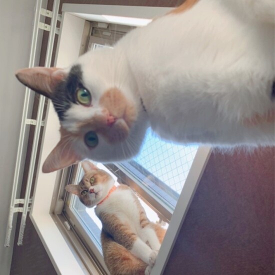 オキさんの愛猫「しらす」（手前）と「おこめ」（オキエイコさん提供）