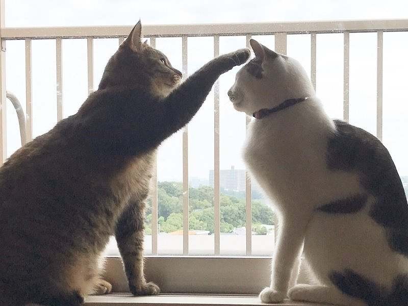 ボムの頭をポンポン