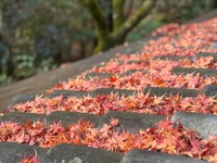 屋根に積もった紅葉を写した一枚（画像提供：高台寺岡林院）