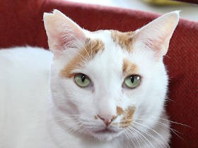 不妊手術済の猫「さくらねこ」　ブランディングを評価され受賞