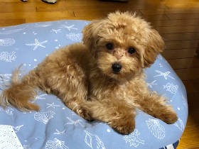 マルプーの子犬の激しすぎる甘嚙みに一家困惑　ミックス犬は本当に飼いやすいのか？