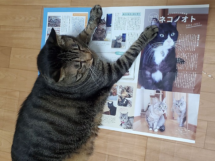 ネコノオトは広げるとこんな感じです。「猫の話がいっぱい！」