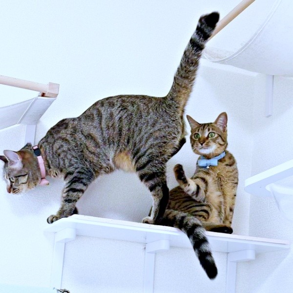 めろんちゃんを追い出して居場所を確保するれんれんくん（画像提供：キジあにゃさん）