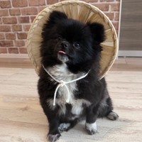 舌をしまい忘れるくつしたちゃん