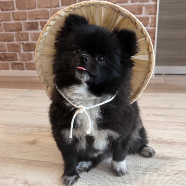 舌をしまい忘れるくつしたちゃん