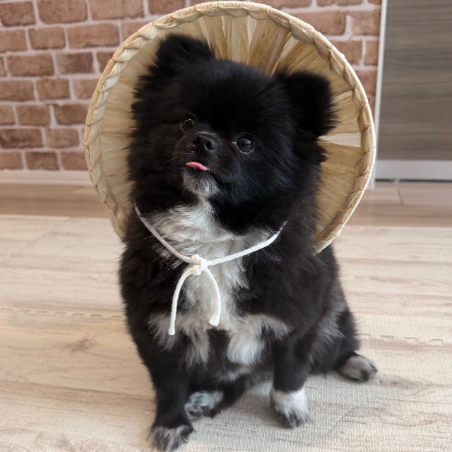 舌をしまい忘れるくつしたちゃん