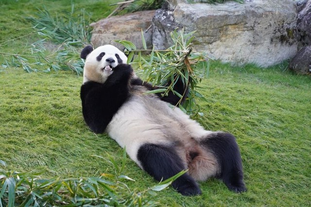 アドベンチャーワールドのユイヒン＝2024年12月1日、和歌山県白浜町、荒ちひろ撮影