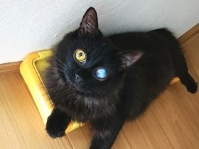 劣悪な環境から救出された黒猫「夜空」　月明かりのような存在に