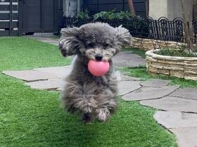 優しいトイ・プードル「ゆず」　他の子がとれなくなったオモチャを代わりに回収！