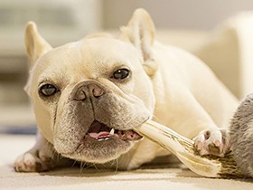 骨をカジカジしていると幸せ　渡辺さんちの「こなべ」