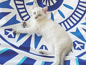 まだちょっと緊張ぎみ？　シャム系MIX「もなか」、お家に来て初のくつろぎポーズ　