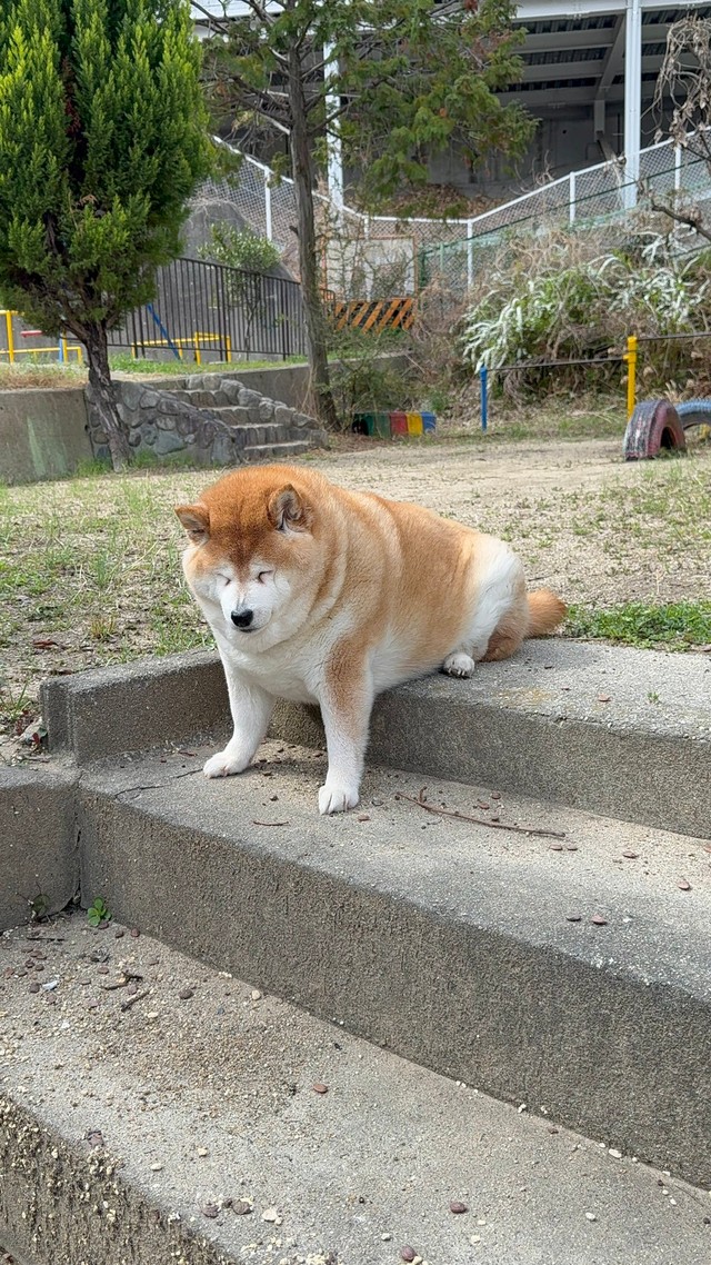 なぜかお外でもめり込み（提供：波さん）