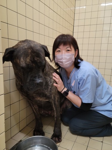 大型犬のお世話もこなす。動物看護師さんはパワフル！（望月さん提供）