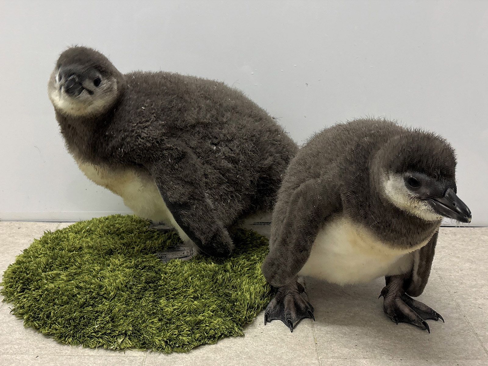 ペンギンの赤ちゃん】すみだ水族館で2羽の7月上旬プールデビューが決定