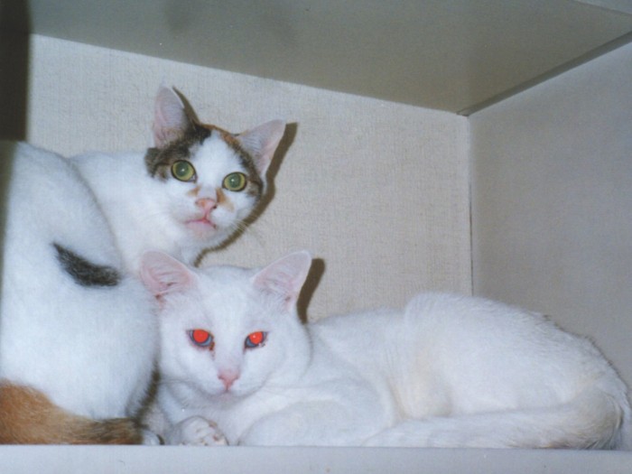 ミケちゃんとはいつもいっしょ