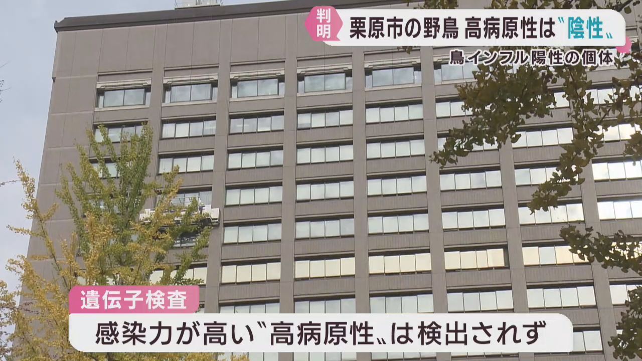 鳥インフルエンザ疑いのマガンから高病原性ウイルスは検出されず　宮城・栗原市