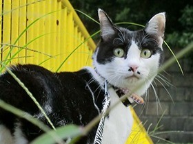 「たまには外の風を感じてお散歩したいの」、野良猫だったハナ