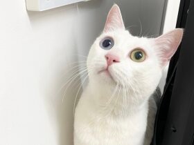 特技はコスプレ＆カメラ目線　綺麗なオッドアイの白猫「マリー」