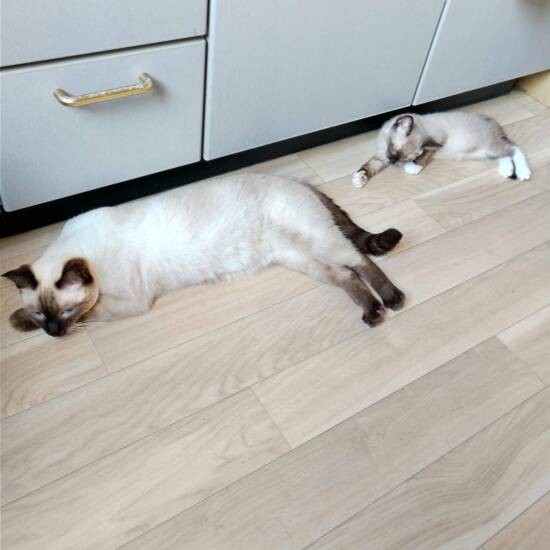 保護猫の凜ちゃん（左）と。親子のようだが別の場所で保護された。真弓さんはヘルバ園のブログで凜ちゃんに一目ぼれし、それがアル君（ハルノ君）との出会いにつながったそう（ヘルバ園提供）