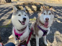 ニコニコ顔が可愛いシルビアちゃん（左）と甘えん坊のシャンテちゃん（右）（提供：ハマジさん @xxhama2）