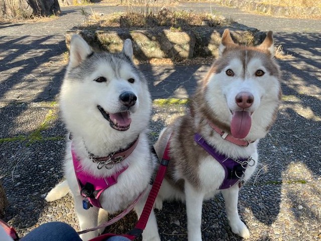 ニコニコ顔が可愛いシルビアちゃん（左）と甘えん坊のシャンテちゃん（右）（提供：ハマジさん @xxhama2）