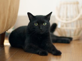 人懐っこい子猫を保護、すると気が強い先住猫が威嚇　生活エリアを分けてやっと平穏に