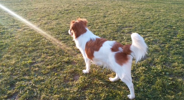 コイケルは毎日お散歩を1時間程度、思いっきり走らせるためにドッグランなどにも連れていくことが必要という（photoACより「s**********************p」さん撮影、イメージ画像）