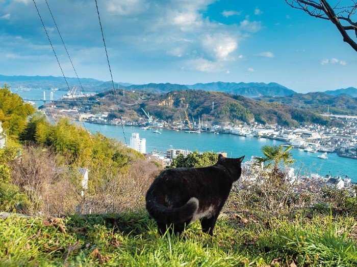 尾道水道としまなみ海道が見える場所に案内してくれた