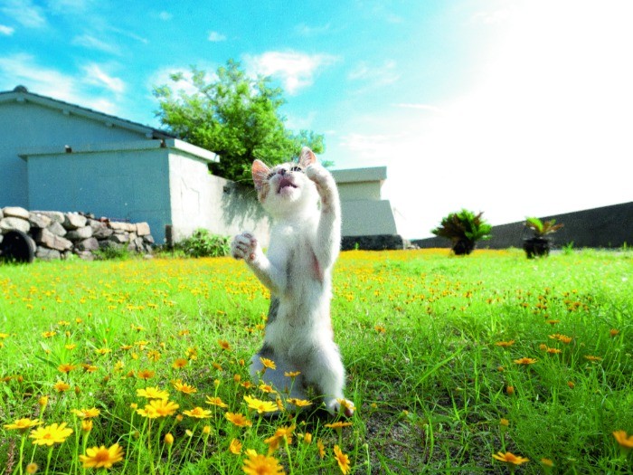 明るい未来が待ってるにゃん！（C）Yamamoto Masayoshi