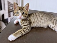 保護後、少しずつ家での暮らしに慣れたかつおちゃん（画像提供：ネムノキさん）