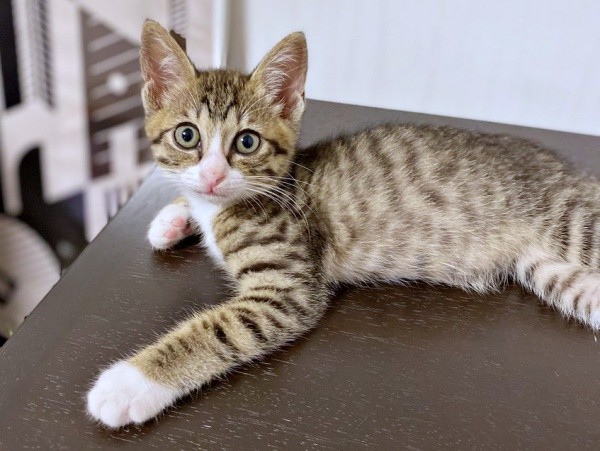 保護後、少しずつ家での暮らしに慣れたかつおちゃん（画像提供：ネムノキさん）