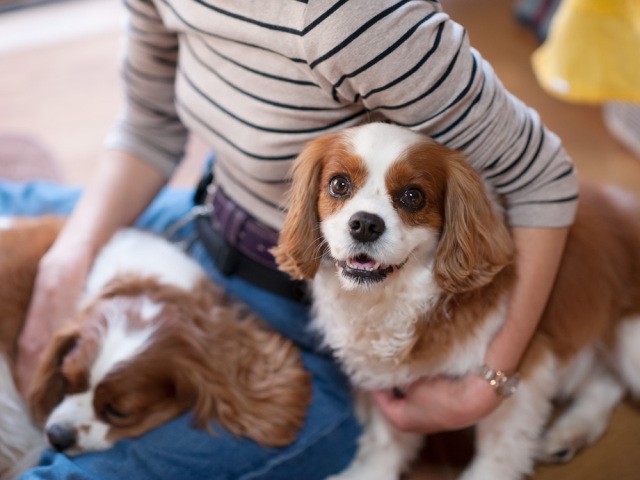 コロナ禍の海外で愛犬を連れ動物病院へ 診察に立ち会えず もどかしさと戸惑いと 犬 猫との幸せな暮らしのためのペット情報サイト Sippo