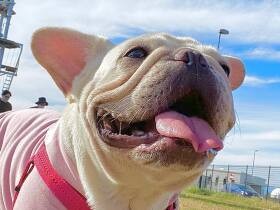 ドッグランでたくさん遊んで満足顔！　フレンチ・ブルドッグの「メイ」