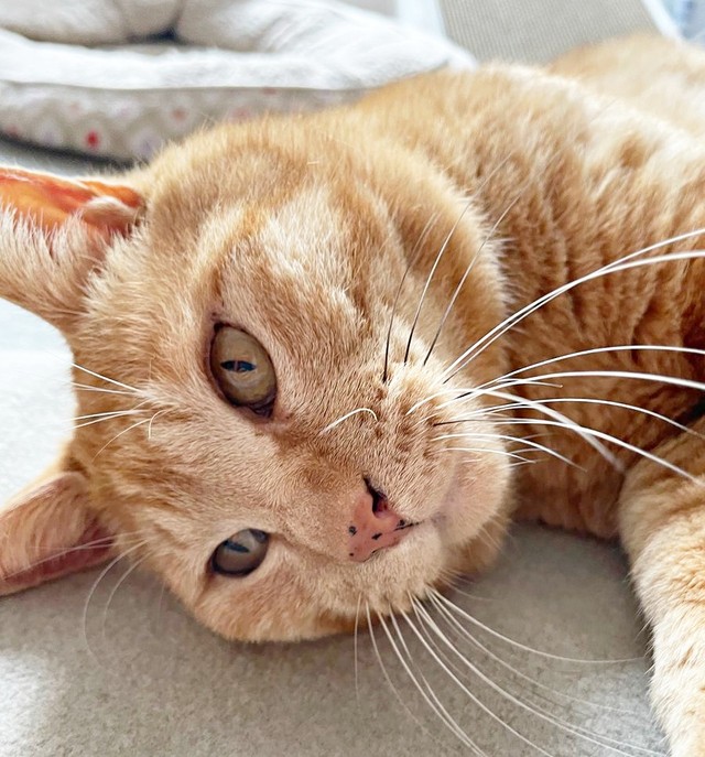 お迎え当時のちゃとくん（画像提供：ハミィさん）