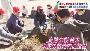 津波で被災「奇跡の桜」遺伝子受け継ぐ苗木を植樹　宮城・石巻市雄勝町　#知り続ける
