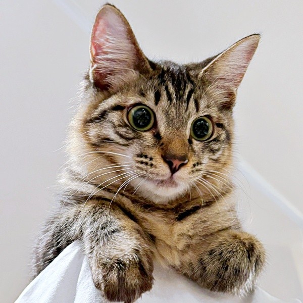 生後5カ月を迎えたふわりちゃん（画像提供：とららさん）