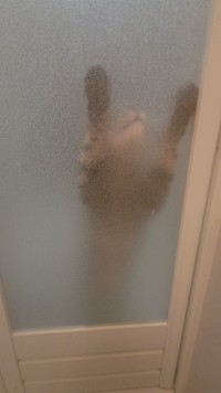 さっそく嗅ぎつけて…（しぴこめさん提供）