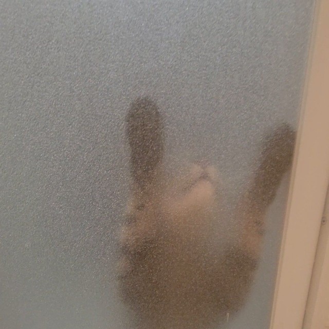 さっそく嗅ぎつけて…（しぴこめさん提供）