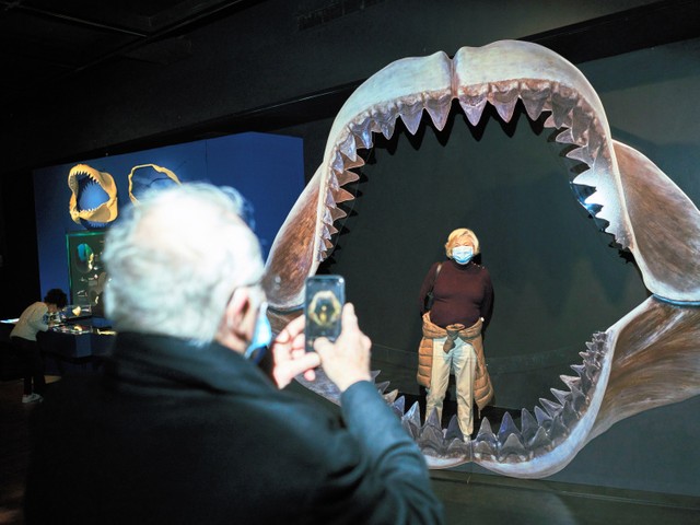 ◆220mm更なる史上最大級メガロドンの歯NA色 超巨大ザメ 太古ムカシホホジロザメ レプリカ博物館 教材 資料◆