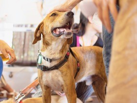 「君と暮らしてもいいよ」　譲渡会ではヒトが保護犬に選ばれる？