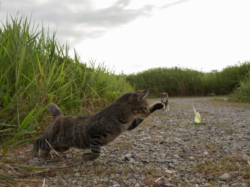 バッタだー　（沖昌之　撮影　/ 大和書房　提供）