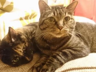 猫が大人になったと感じる瞬間　子猫時代の深夜のハッスルは今