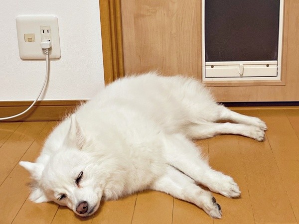 ペットドアを開けてもらうのをあきらめたスノちゃん（画像提供：いのさん）